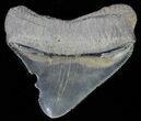 Juvenile Megalodon Tooth - Serrated Blade #61841-1